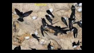 Suara Panggil Burung walet SP.WALET ABADI