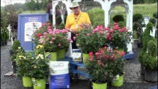 How to Care for Knock Out Roses