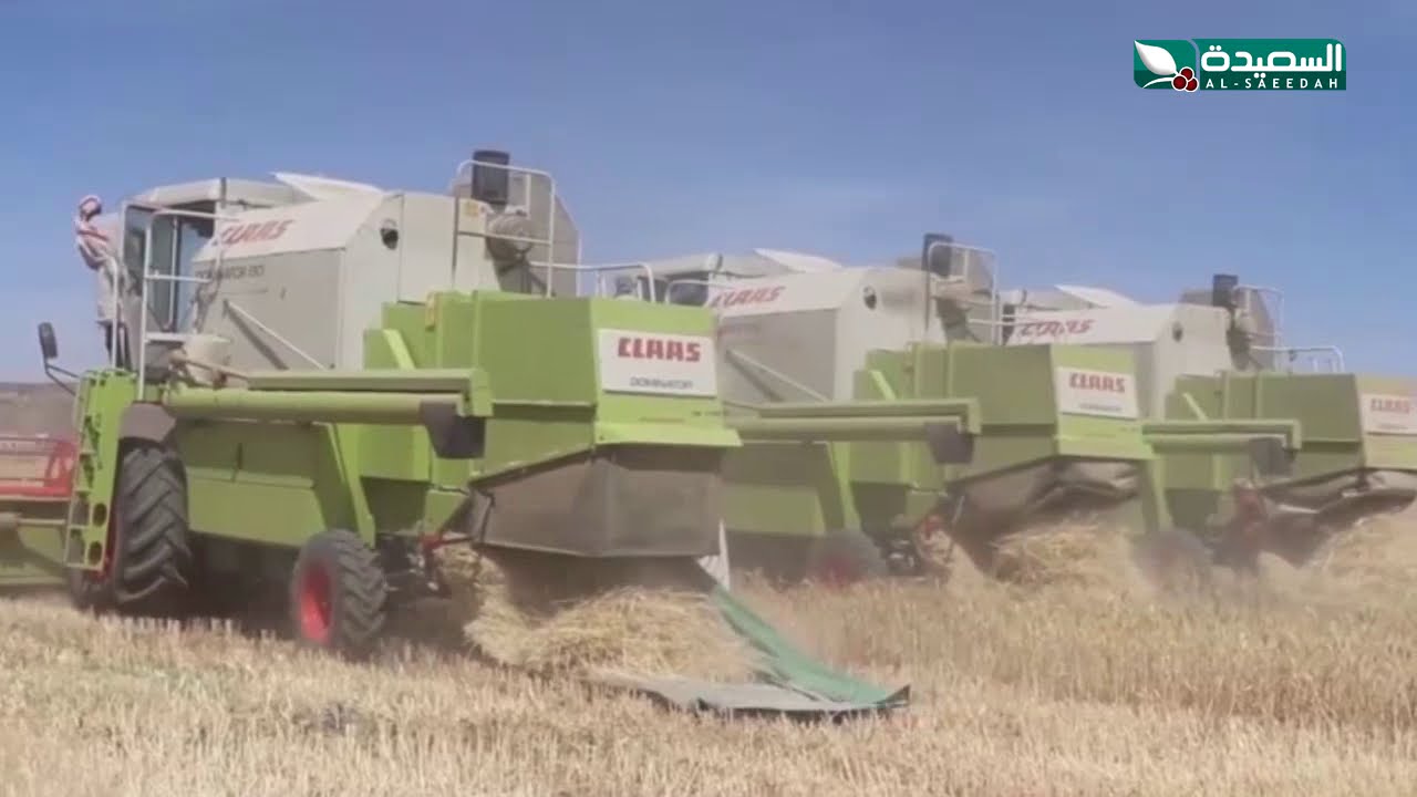 مزرعة قاع شرعة للبذور بذمار .. انتاج فاق المتوقع