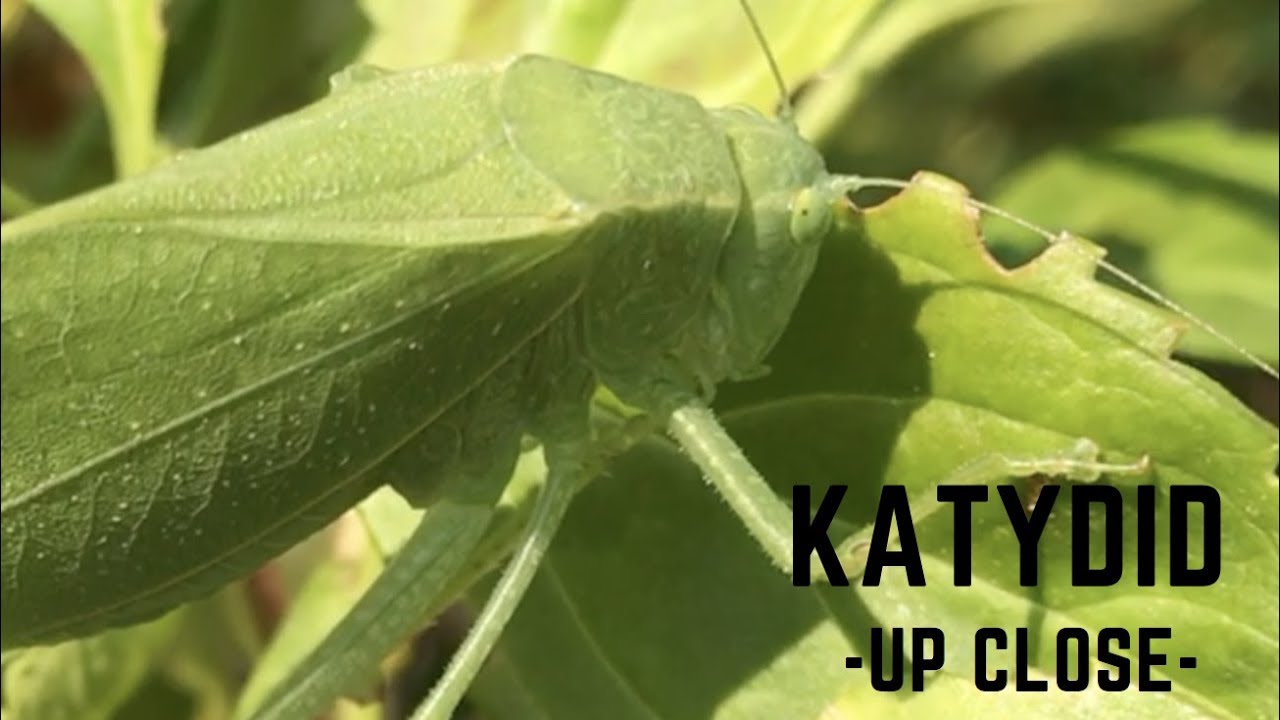 Leaf Bug Up Close Katydid Eating Youtube