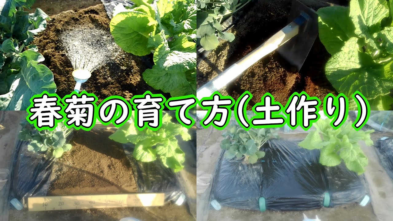 春菊の育て方 土作り 有機栽培でおいしい野菜作り