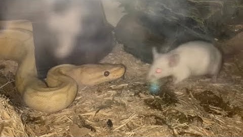 LIVE FEEDING 2 SNAKES - BANANA BALL PYTHON & PERSIAN REDTAIL BOA