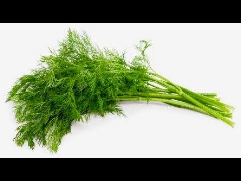 5 Amazing Health Benefits Of Dill