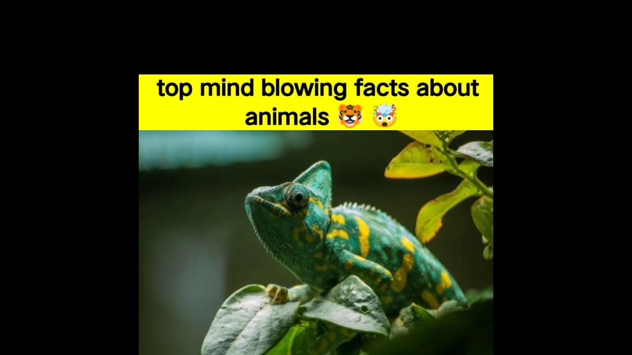 Top Mind Blowing Facts About Animals L Crazy Animals Facts L Amazing top-mind-blowing-facts-about-animals-l-crazy-animals-facts-l-amazing