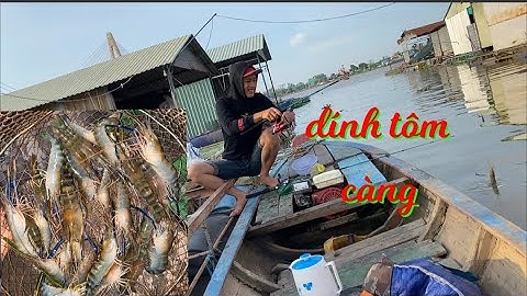 câu tôm càng xanh về làm món tôm tái mù tạt || Đồ Câu Minh Tiến