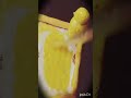 super clay art work Kedarnath jyotirling #viral #short #nikhil ram