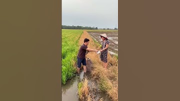 DRAMA BẮT CÁ LÓC 5KG LÀM LẨU - SERIES CHUYỆN PHỐ #shorts