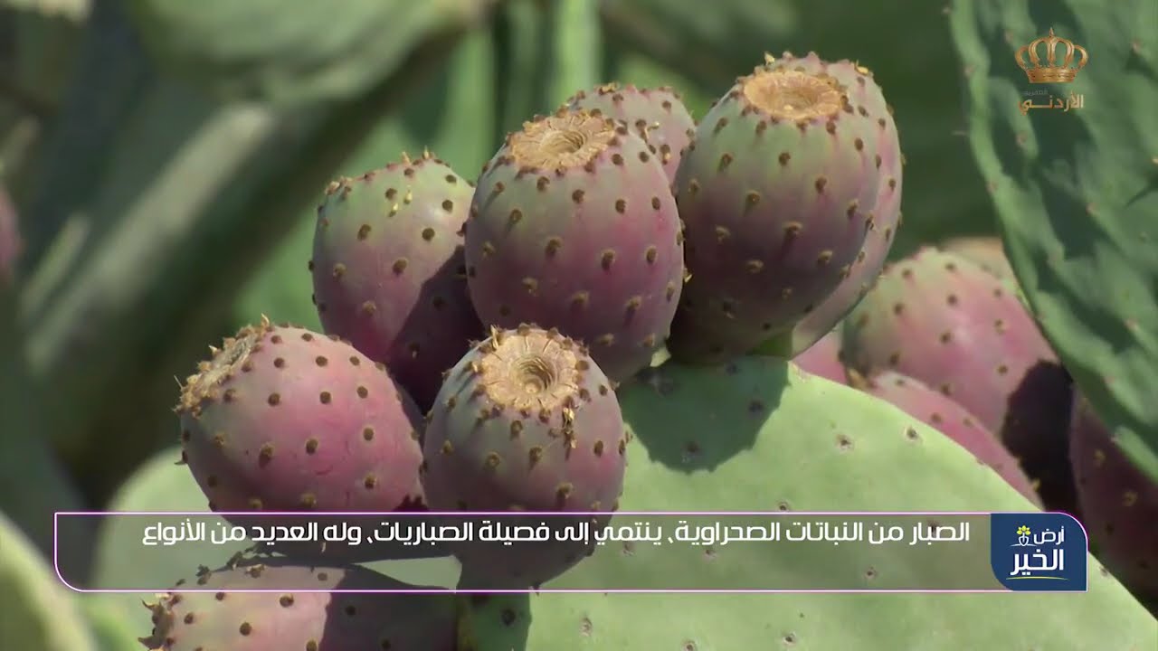 برنامج ارض الخير | مكافحه الحشره القرمزية على نبات الصبار