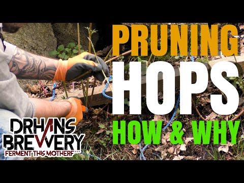 Video: Wanneer moet ik hop snoeien - Tips voor het terugsnoeien van hopranken