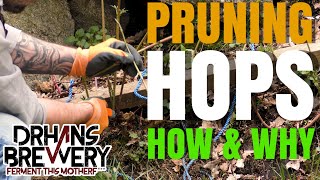 Pruning Hops, how and why - Hop Growing 101 part 1
