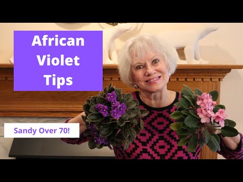 African Violet Blooming Tips