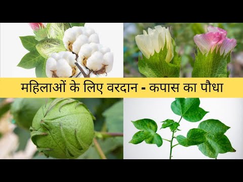 वीडियो: कपास के पेड़ से कपास क्या है?