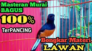 Download Lagu Kicauan Murai Batu Gacor Buat naikan BIRAHI dan Emosi Murai DIAM jadi NYAUT agar Bongkar ISIAN MP3 Download Lagu Kicauan Murai Batu Gacor Buat naikan BIRAHI dan Emosi Murai DIAM jadi NYAUT agar Bongkar ISIAN MP3