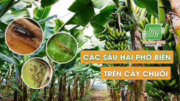 SÂU HẠI PHỔ BIẾN TRÊN CÂY CHUỐI