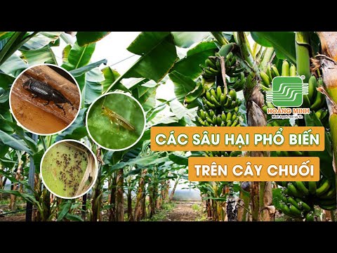 Video: Vấn Đề Về Cây Chuối - Cần Làm Gì Về Các Loại Côn Trùng Và Bệnh Bệnh Trên Cây Chuối