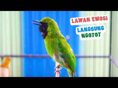 Pancingan Ampuh Suara Burung Cucak Ijo Gacor Isian Mewah Bikin Ijo Mana Saja Cepat Jamtrok