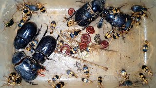 Wild Bug Beetles With Tiny Poisonous Beetles Collecting In The Midnight | Bug Beetles | Bugs