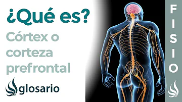 ¿Cómo saber si su corteza prefrontal está dañada?