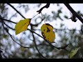 Canon EOS M Magic Lantern RAW | 3x3 - Open Gate - 14-bit | Quick Test | Sakar 28mm f/2.8