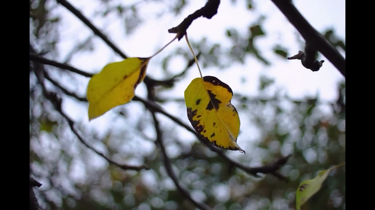 Canon EOS M Magic Lantern RAW | 3x3 - Open Gate - 14-bit | Quick Test | Sakar 28mm f/2.8