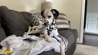 Dalmatian nap time... A video letter from our SUBSCRIBER