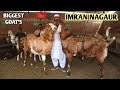 King of big khassi goats imran nagaur full tour of al faizan goat farm