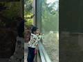 Zoo lo 🦍ni 🐒antundhi, pilichindhi, 🦍 walking #zoo #travel #babyshorts #animals #yt #ytshorts