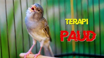 KENARI GACOR PANJANG SUARA JERNIH, TERAPI KENARI PAUD CEPAT BUNYI