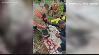St. Johns County fire crews rescue visually impaired, deaf dog from drainage pipe