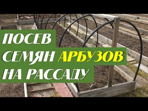 Video: Александр Арбузов: өмүр баяны, чыгармачылыгы, карьерасы, жеке жашоосу