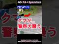クマが飼い犬の警察県を襲ってしまう…#熊 #animals #動物