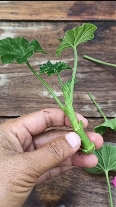 Geranium Propagation #geranium #flowers #gardening