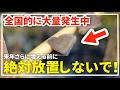 【警告】全国的に大量発生中のチュウゴクアミガサハゴロモ、絶対に放置しないでください。