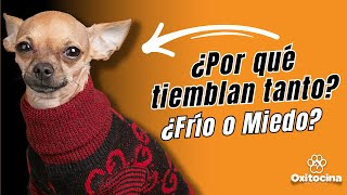 ¿Por qué tu CHIHUAHUA TIEMBLA TANTO? conoce las razones