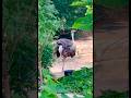 شتر مرغ تیز ترین دوڑنے والا حلال پرندہ Youtubeshort Trendingshorts Ostrich Flightlessbird Short
