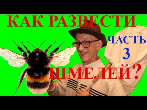 Шмели для Опыления: Как Разводить Шмелей? ЧАСТЬ-3.