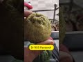 బత్తాయి (చీని)/కర్ణ ఫలం /బొబ్బర కాయ /బొంత కాయ /జేమ్బెరీ కాయ /By Dr RSS Research.