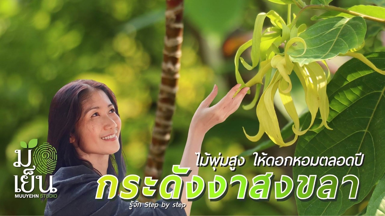 กระดังงาสงขลา ไม้พุ่มสูง ให้ดอกหอมตลอดปี