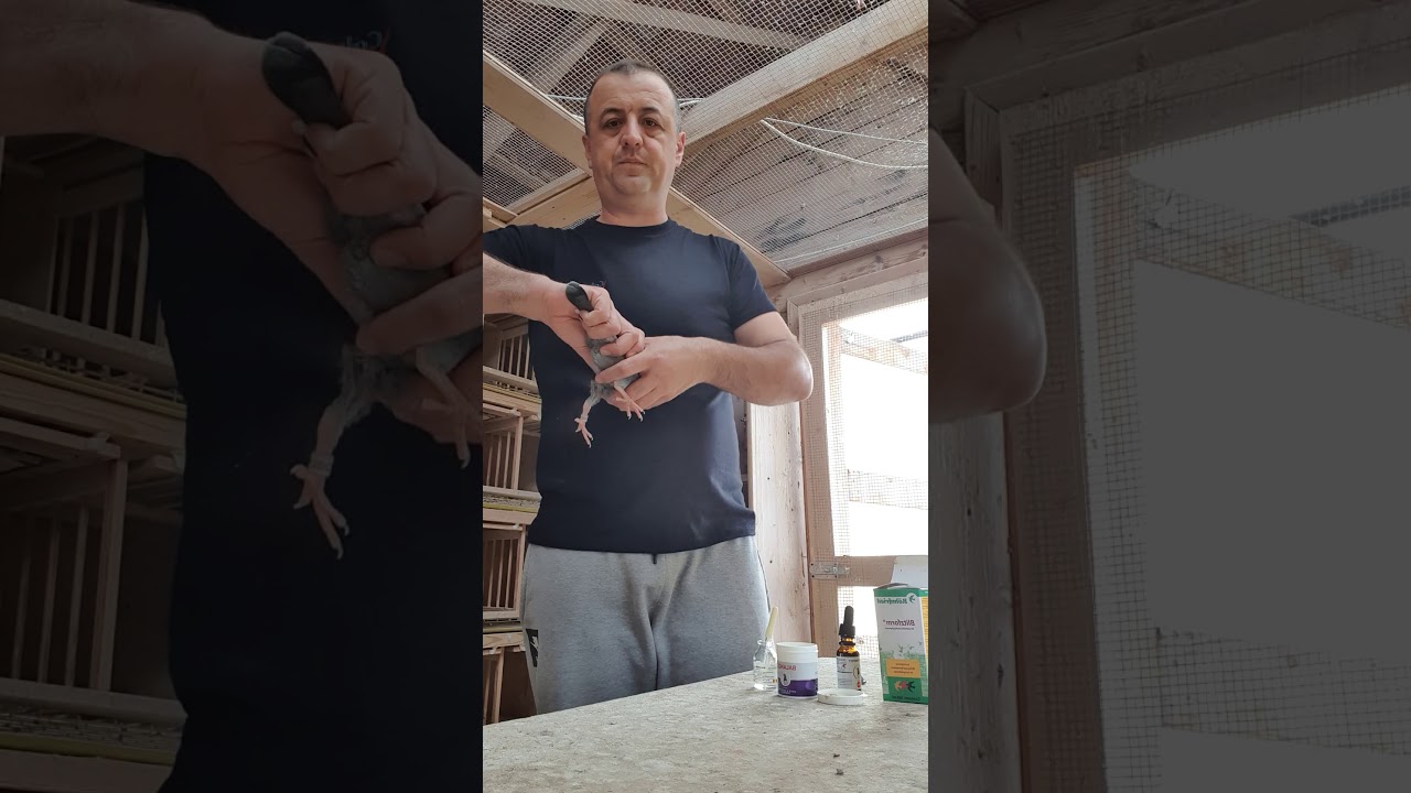 Vaccin LaSota - Paraprotect - Pastile Balance (Probiotic) - La înțărcarea puilor - Marius Tunduc