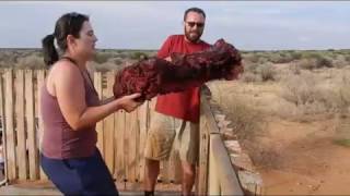 Feeding African Wild Dogs by Andrew 29,297,235 views 7 years ago 29 seconds