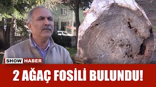 Uşakta 10 Ila 16 Milyon Yıllık Olduğu Belirlenen 2 Ağaç Fosili Bulundu