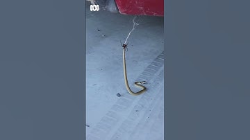 Baby eastern brown snake fighting red back spider under car in Australia | ABC Australia