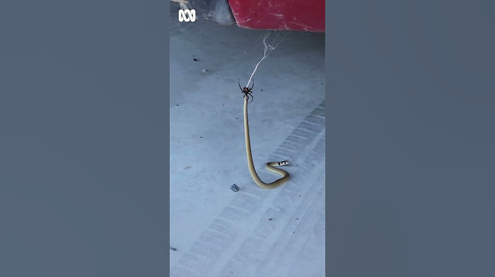 Baby eastern brown snake fighting red back spider under car in Australia | ABC Australia
