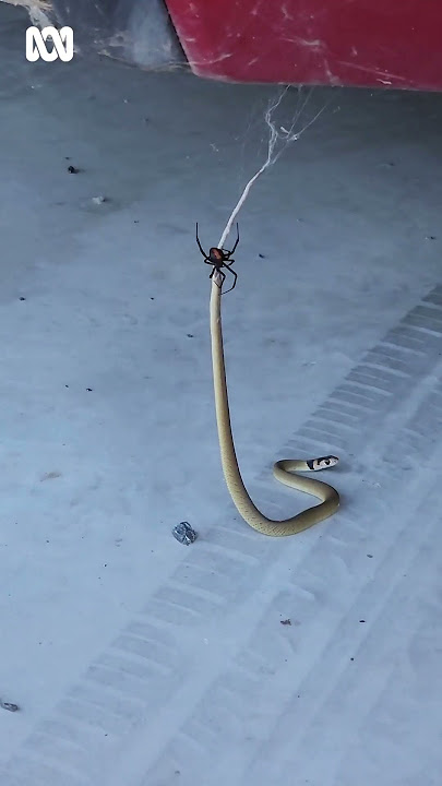Baby eastern brown snake fighting red back spider under car in Australia | ABC Australia