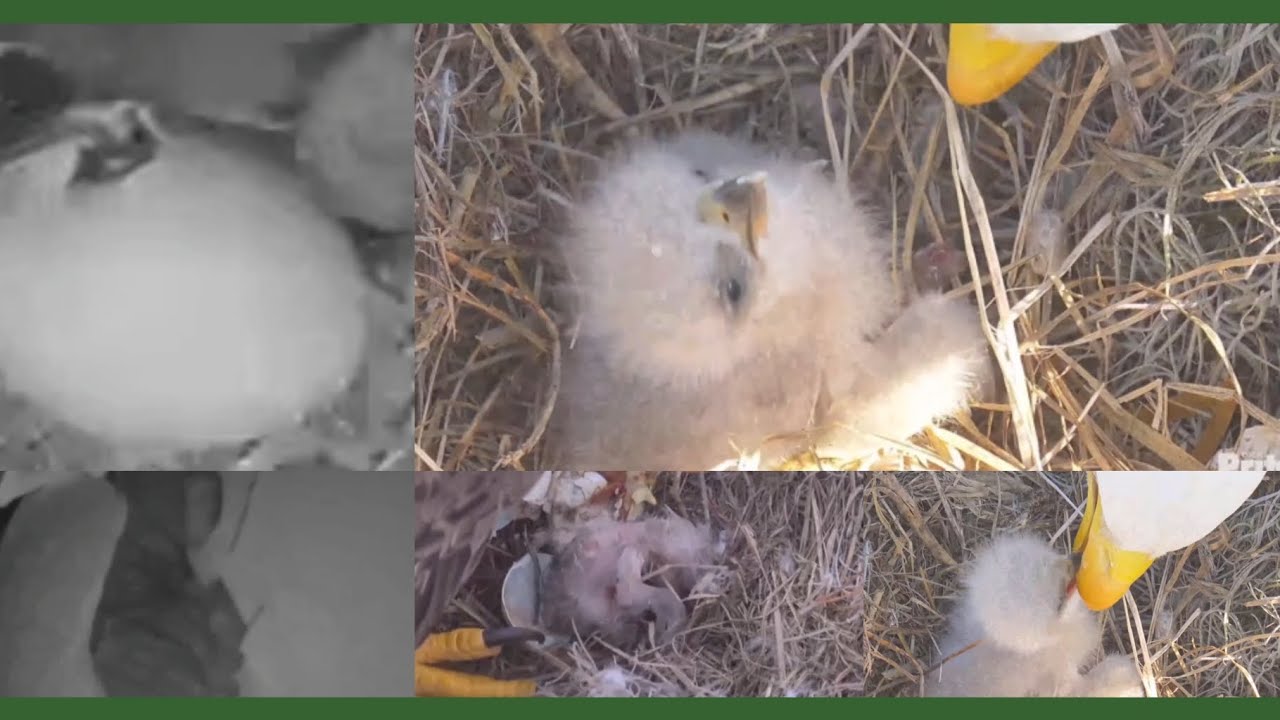 12/31 E23🥚～🐥まとめ Mom F23初めての子育てNO.1【Southwest Florida Eagle Cam】