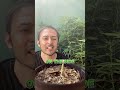 Best Pots to Grow 🍃