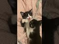 #gatitos #gatito #miau #cat