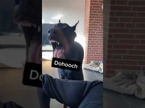 Video: Wann hört der Dobermann auf zu wachsen?