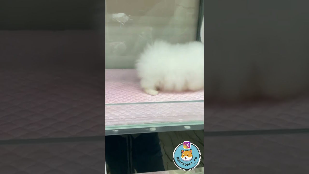 Корейские Микро Щенки в России www.micropet.ru