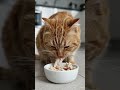 cat eat .
